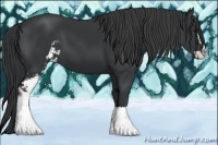 Horse Color:Black Sabino 