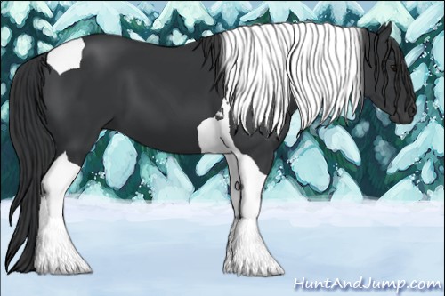 Horse Color:Black Sabino Tobiano 