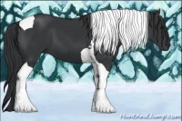 Horse Color:Black Sabino Tobiano