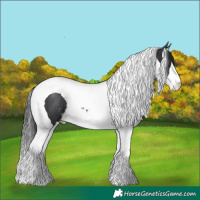 Horse Color:Black Sabino Splash Tobiano