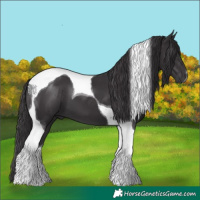 Horse Color:Smoky Black Tobiano 