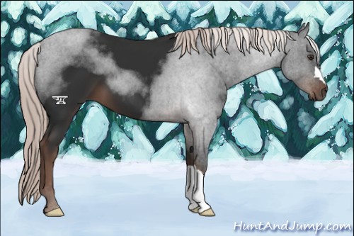 Horse Color:Liver Chestnut Mushroom 