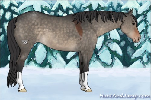 Horse Color:Brown Dun Varnish 