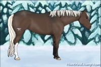 Horse Color:Liver Chestnut Mushroom 