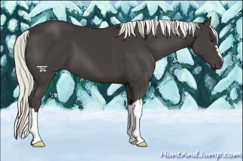Horse Color:Liver Chestnut Mushroom 