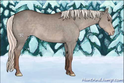 Horse Color:Liver Red Dun Mushroom Appaloosa 