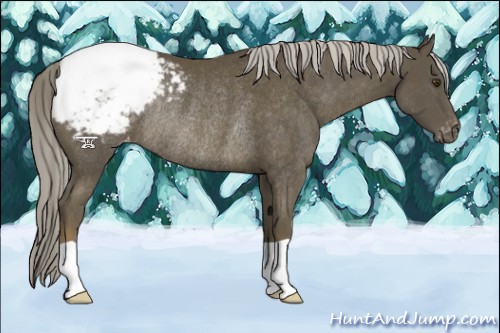 Horse Color:Chocolate Palomino Mushroom Appaloosa Rabicano