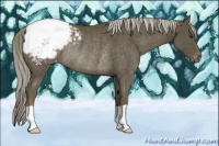 Horse Color:Chocolate Palomino Mushroom Appaloosa Rabicano 