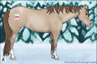 Horse Color:Grullo Pearl 