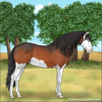 Horse Color:Bay Splash 