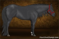Horse Color:Black 
