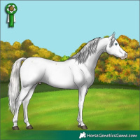 Horse Color:White Spotted Silver Grullo Pearl Appaloosa Rabicano Brindle 