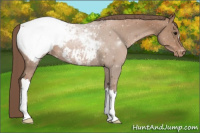 Horse Color:Black Pearl Appaloosa