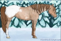 Horse Color:Liver Chestnut Pearl Appaloosa