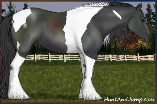 Horse Color:Black Tobiano 