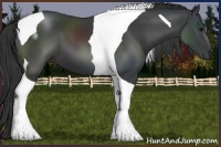 Horse Color:Black Tobiano 