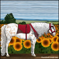 Horse Color:Chocolate Palomino Pearl Appaloosa