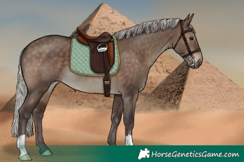 Horse Color:Silver Brown Dun 
