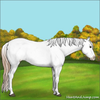 Horse Color:Grullo Roan Appaloosa