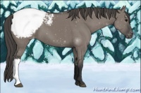 Horse Color:Grullo Snowcap 