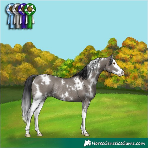 Horse Color:White Spotted Grullo Splash Rabicano