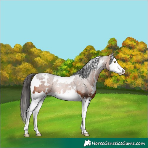 Horse Color:White Spotted Bay Splash Rabicano
