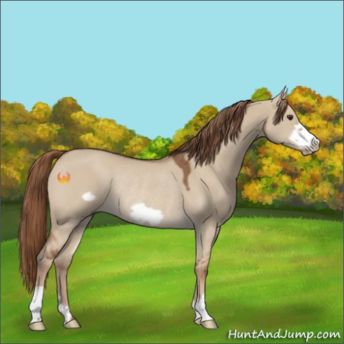 Horse Color:Red Dun Frame Rabicano 