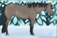 Horse Color:Grullo 