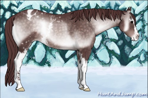 Horse Color:Platinum White Spotted Chocolate Brown Onyx Appaloosa Rabicano 