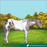 Horse Color:Brown Tobiano Blanket Rabicano 