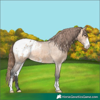 Horse Color:Bay Dun Sabino Appaloosa 
