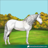 Horse Color:Gray Buckskin Dun Tobiano 