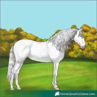 Horse Color:Gray Amber Champagne Dun Sabino Appaloosa Brindle 