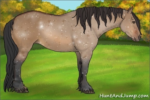 Horse Color:Bay Dun