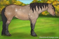 Horse Color:Bay Dun