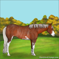Horse Color:Silver Brown Sabino Rabicano 