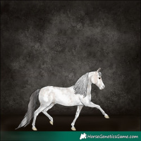 Horse Color:White Spotted Brown Dun Sabino Rabicano