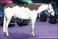 Horse Color:Silver Black Splash Rabicano