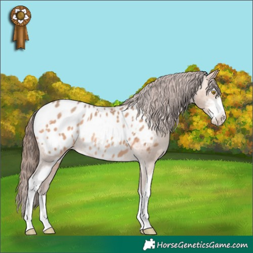 Horse Color:Amber Champagne Sabino Appaloosa 