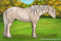Horse Color:White Spotted Chocolate Palomino Pearl Sabino 