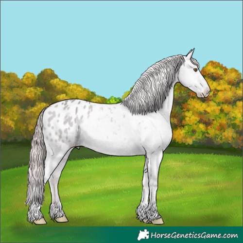 Horse Color:Platinum Classic Champagne Dun Appaloosa 