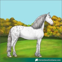 Horse Color:Platinum Classic Champagne Dun Appaloosa
