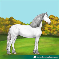 Horse Color:Platinum Classic Champagne Dun Appaloosa 