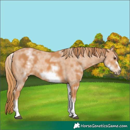 Horse Color:White Spotted Chestnut Sabino Frame 