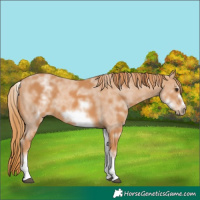 Horse Color:White Spotted Chestnut Sabino Frame 