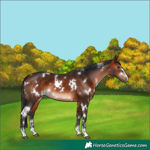 Horse Color:White Spotted Bay 