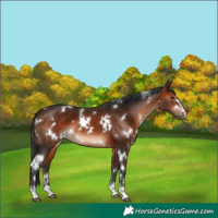 Horse Color:White Spotted Bay 
