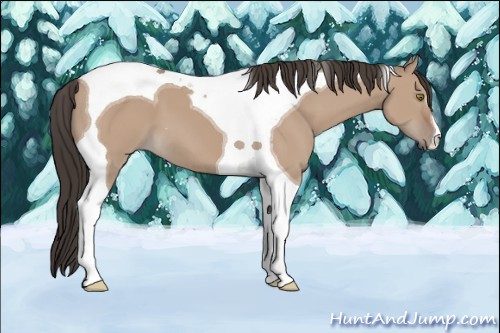 Horse Color:Bay Dun Mushroom Tobiano 