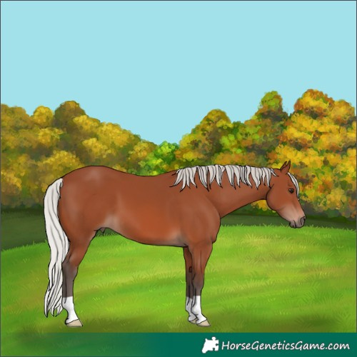 Horse Color:Silver Brown Mushroom 