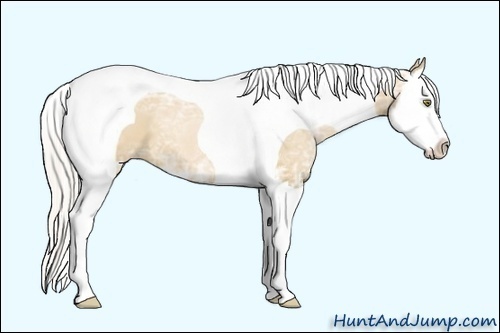 Horse Color:Silver Bay Ice Pearl Dun Sabino Splash Tobiano
